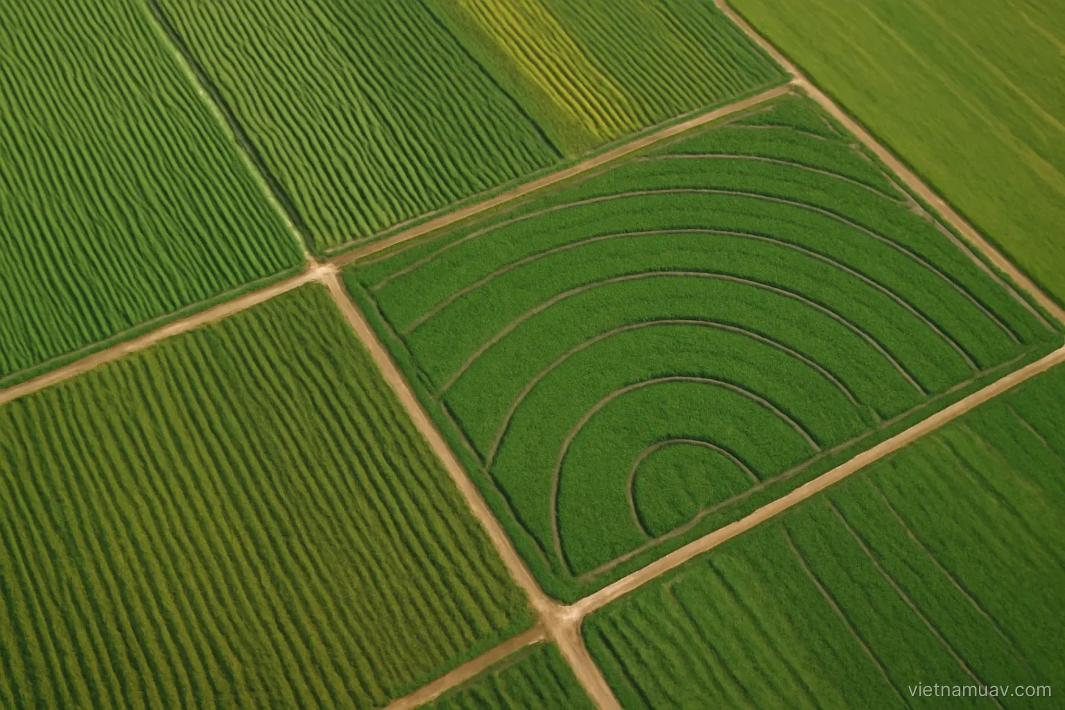 Farmland viewed from above showing crop rows