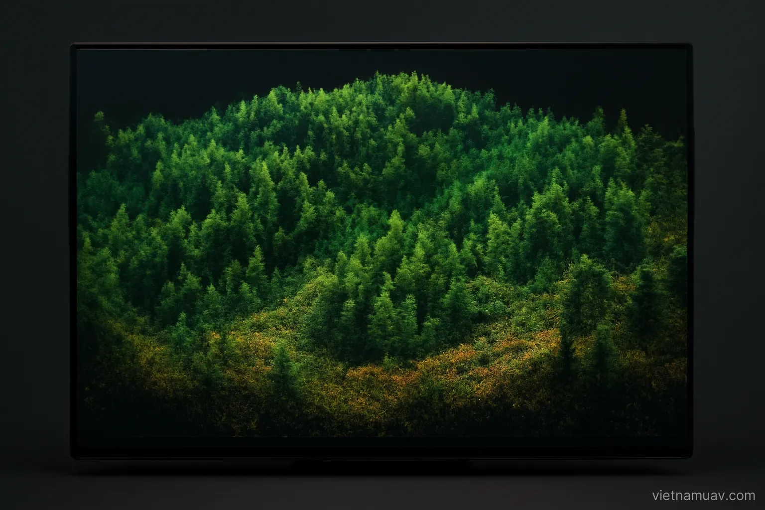 Point cloud of forested terrain on a screen
